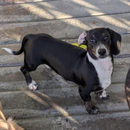 2 Arrow - Black and cream male Dachshund puppy in Central Point, Oregon from MRS Long Dog Ranch