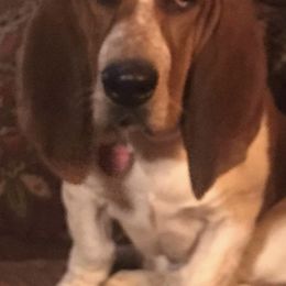 Basset Hounds from Holly's Bassets
