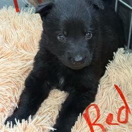 Mr Red - Black male German Shepherd puppy in Berlin, Wisconsin from Gypsy Miracle Kennels