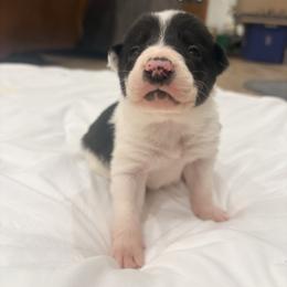 Grizz - Black and white male Border Collie puppy in Taylor, Arizona from Vowell Farm Border Collies