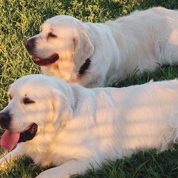 Golden Retrievers from Barba Goldens
