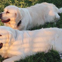 Golden Retrievers from Barba Goldens