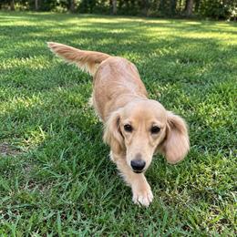 Lady - Dachshund
