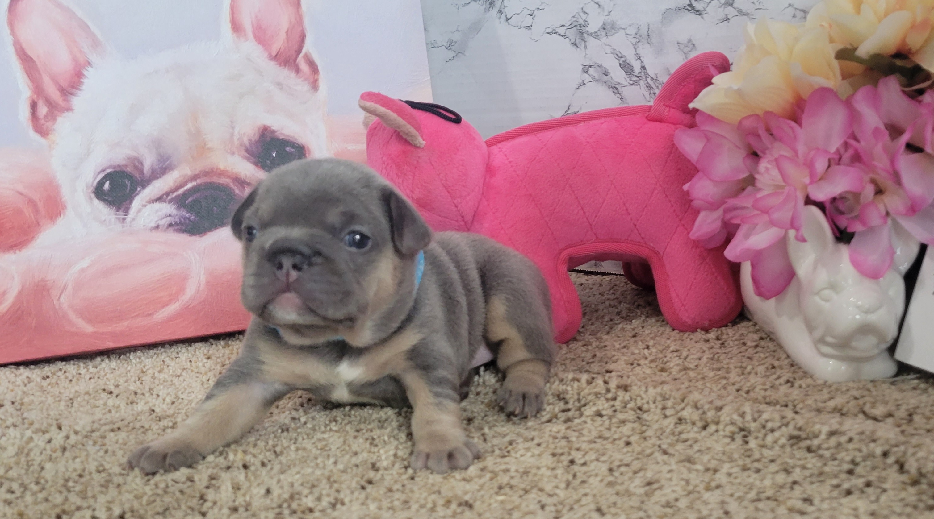 French Bulldog Puppies from Zoomie Time Frenchies