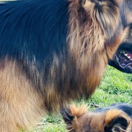 Assorted Doodle Crosses, Basset Hounds, Dachshunds, German Shepherds, and Goldendoodles from Grind Stone Breeding Kennels