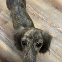 Sage - Dachshund