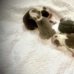 Boston Terrier and Chihuahua Puppies from Itty Bitty Boston & Chi Co