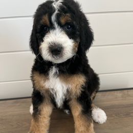 Woody - Tri-color male Bernedoodle puppy in Garrettsville, Ohio from Sunset Family Farm