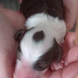 Chocolate Chip - Brown and white male Bernedoodle puppy in Fairfield, Illinois from Positively Doodles