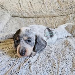 Cash - Piebald male Dachshund puppy in Herald, California from Bluegum Dachshunds