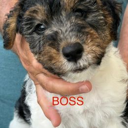 Boss - White black and tan male Wire Fox Terrier puppy in Traverse City, Michigan from White Barn Wires