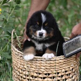 Bernese Mountain Dog, Golden Mountain Dog, and Golden Retriever Puppies from Grateful Bernese & Gage's Goldens