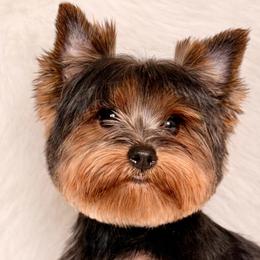 Bentley - Black and tan male Yorkshire Terrier puppy in Houston, Texas from York-Chi House