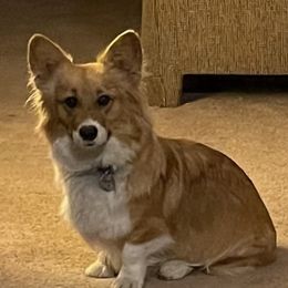 Ruby - Pembroke Welsh Corgi