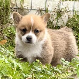 Pembroke Welsh Corgi Puppies from Pembroke Welsh Corgis at Belle Haven