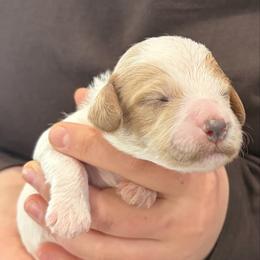 Milo - White male Cavapoo puppy in Pasco, Washington from Beth's Cavapoos