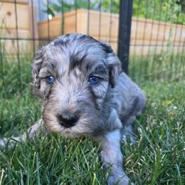 Bailey - Merle female Bernedoodle puppy in Blackfoot, Idaho from Draper Mountain Doodles