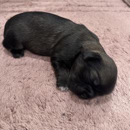 Tibetan Spaniel Puppies from Trinity Tibetan Spaniels