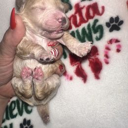 Armani - Apricot male Maltipoo puppy in Apple Valley, California from Boujeepups