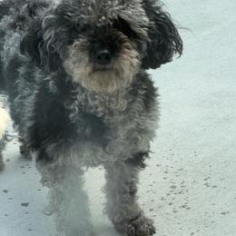 Prada - Poodle