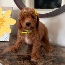 Belle - Red  female Goldendoodle puppy in Charlotte, North Carolina from Barkins and Company