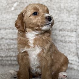Shania - Red  female Goldendoodle puppy in Clinton, Utah from Golden Law Kennels