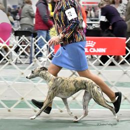 Skittles - Whippet