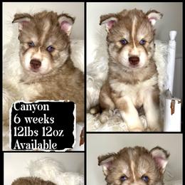 Canyon - Red and white male Siberian Husky puppy in Florence, Kentucky from Moonlight Howl Huskies