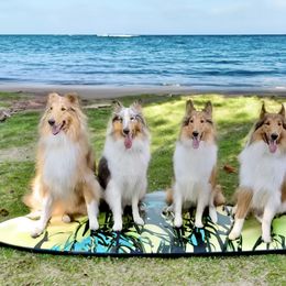 Collies from Saltwater Collies LLC