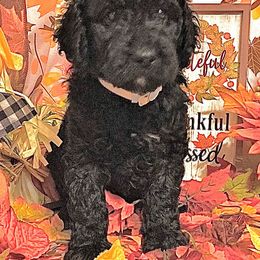 Goldendoodle Puppies from Goodyear golden doodles