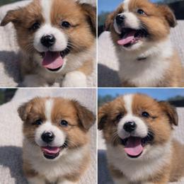 Boy 3 Mr. Dark Green - White and red male Pembroke Welsh Corgi puppy in Milton, Florida from Milton Corgis