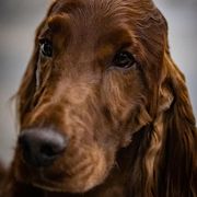 Irish Setters from Phantassie
