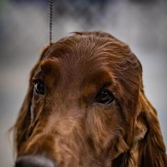 Irish Setters from Phantassie