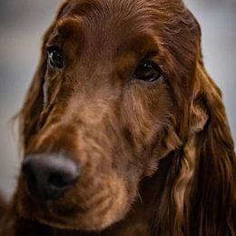Irish Setters from Phantassie