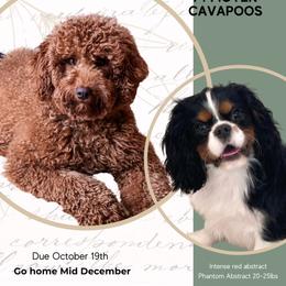Cavapoo puppies from Freckle Paw Family