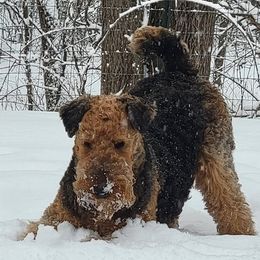 Airedale Terriers from Gilded Aire
