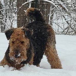Airedale Terriers from Gilded Aire