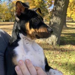 Rat Terrier Puppies from Hawthorne Terriers