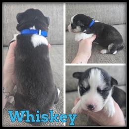 Whiskey - Black and white male Siberian Husky puppy in Wheeler, Michigan from Haase Family Kennels