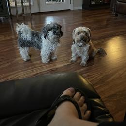 Shorkie All Grown Up from Roover's Oklahoma Shorkies