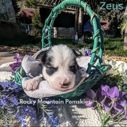 Pomsky Puppies from Rocky Mountain Pomskies