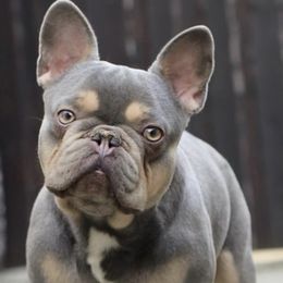Atilla - French Bulldog