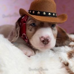 President Barbie - Dapple female Dachshund puppy in Chandler, Arizona from Vonaducci Doxies, LLC.