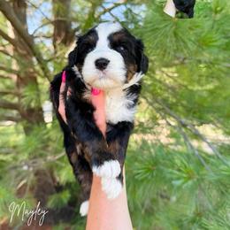 Mayley - Tri-color female Bernedoodle puppy in Wamego, Kansas from Doodles of Oz