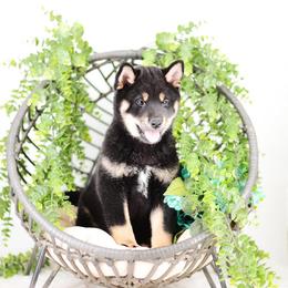 Koji - Black and Tan Boy - Black and tan male Shiba Inu puppy in Neosho, Missouri from Sunny Terrace Shibas