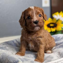 Spring - Apricot female Cavapoo puppy in Casa, Arkansas from Blue Diamond Puppies