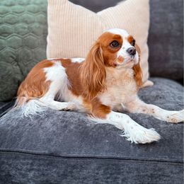 Sadona - Cavalier King Charles Spaniel