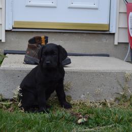 Labrador Retriever Puppies from Reniers Labrador Retrievers