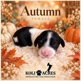 Autumn - Black Piebald - Piebald female Dachshund puppy in Kemp, Texas from Koli Acres