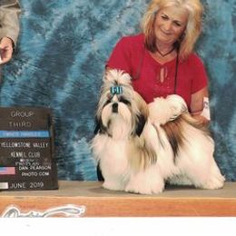 Shih Tzus from Sapphire Shih Tzu